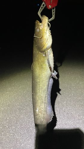 ナマズの釣果