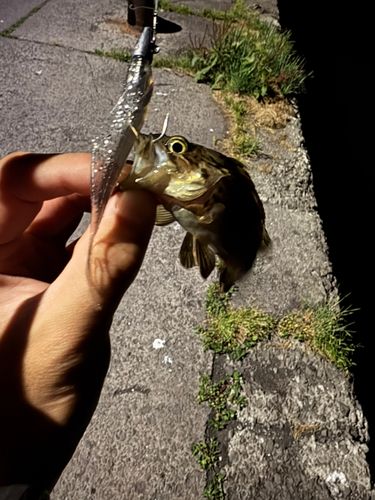 クロソイの釣果