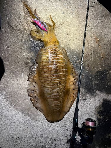 アオリイカの釣果