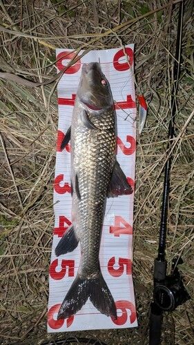 ニゴイの釣果
