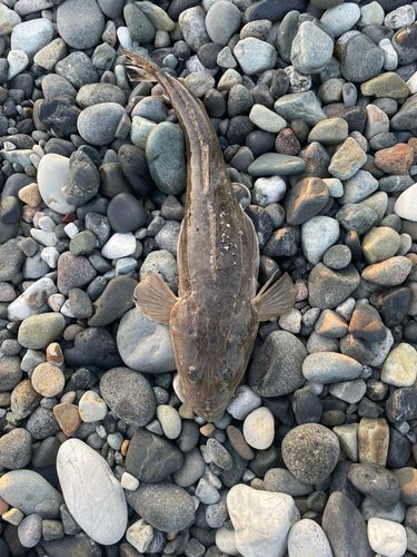マゴチの釣果