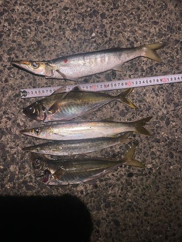 マアジの釣果