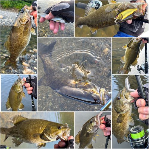 スモールマウスバスの釣果