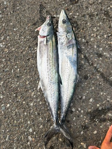 サゴシの釣果
