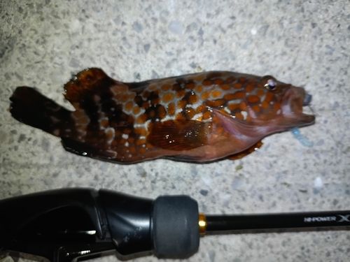 キジハタの釣果