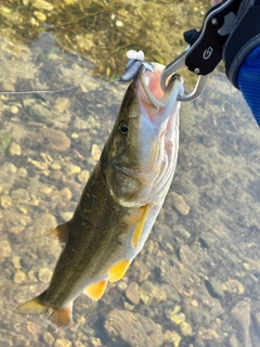 ウケクチウグイの釣果