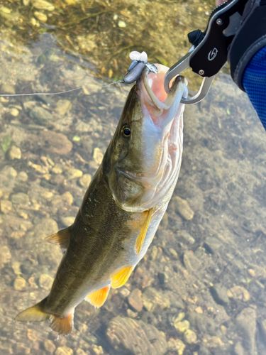ウケクチウグイの釣果