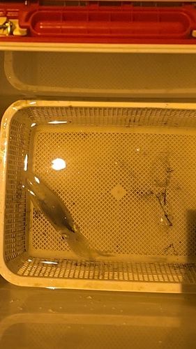 ヒイカの釣果