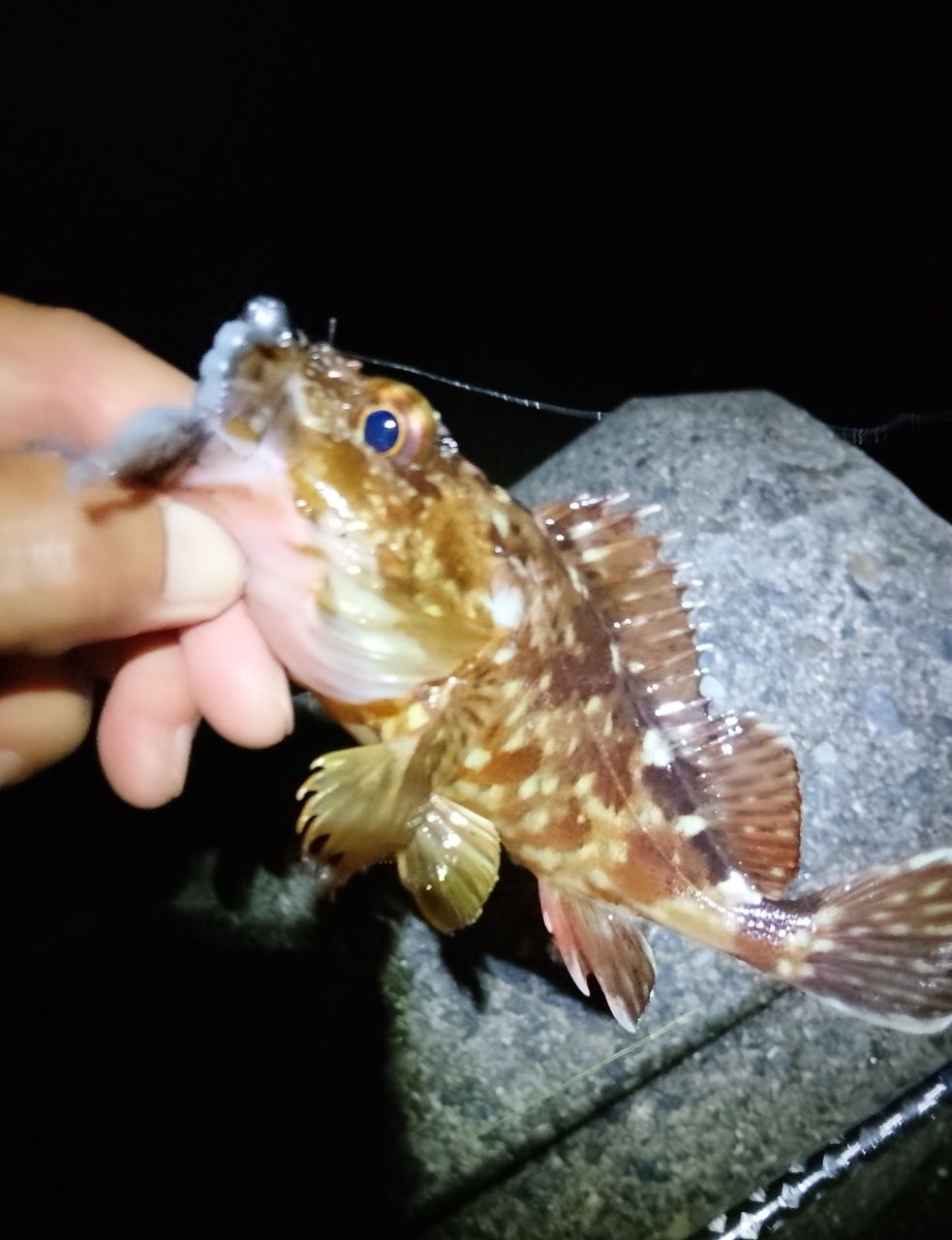 ガシラの釣果写真