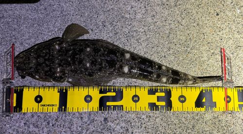 マゴチの釣果