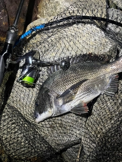 チヌの釣果