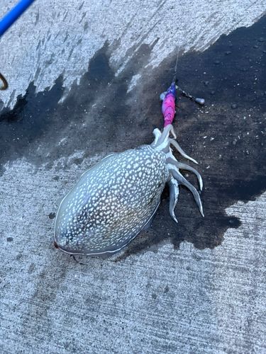 シリヤケイカの釣果