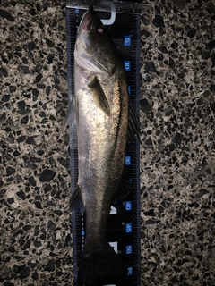 フッコ（マルスズキ）の釣果