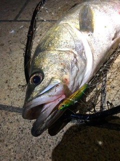 シーバスの釣果