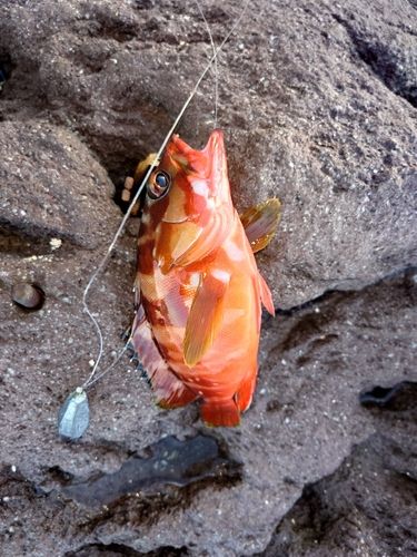 アカハタの釣果