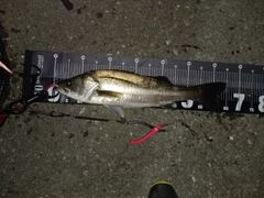 シーバスの釣果