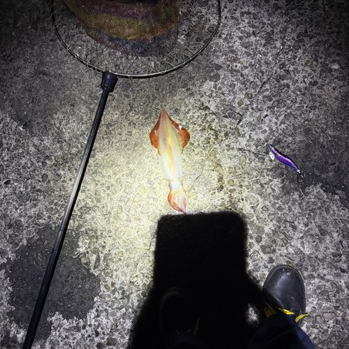 ケンサキイカの釣果
