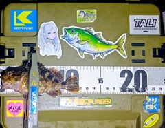 カサゴの釣果