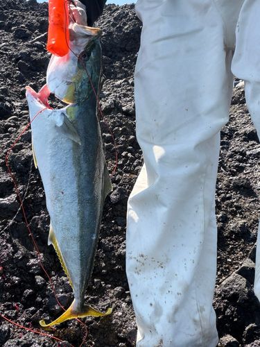 ワラサの釣果