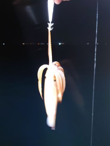 スルメイカの釣果