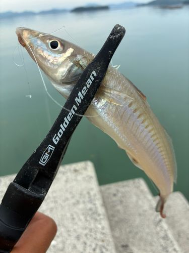 キスの釣果