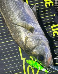 シーバスの釣果