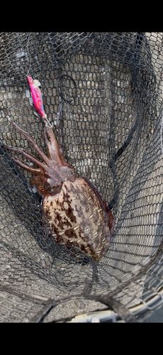 モンゴウイカの釣果