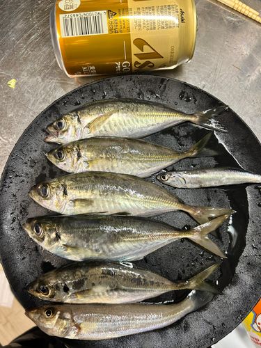 アジの釣果