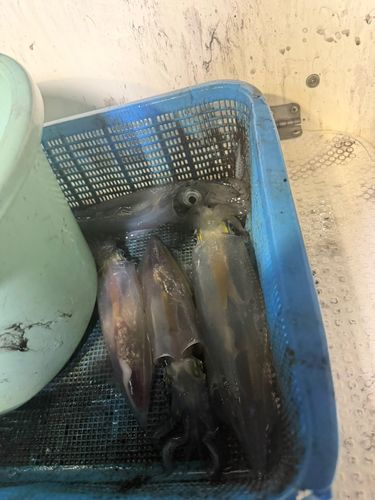 シロイカの釣果