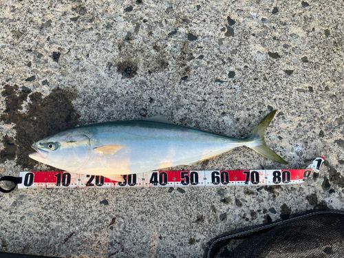 ブリの釣果