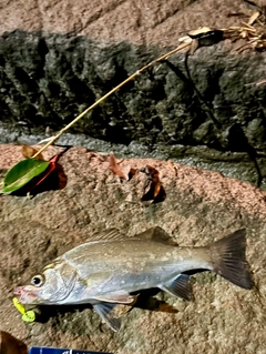 セイゴ（ヒラスズキ）の釣果