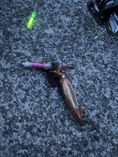 イカの釣果