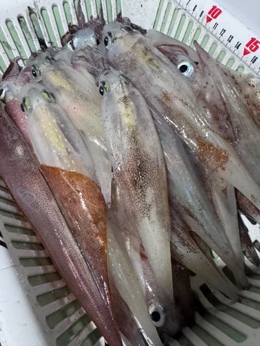 ヤリイカの釣果
