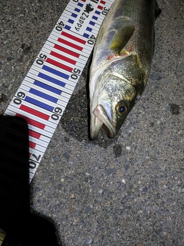 スズキの釣果
