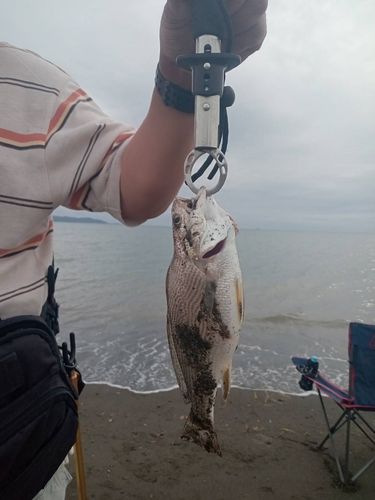 ニベの釣果