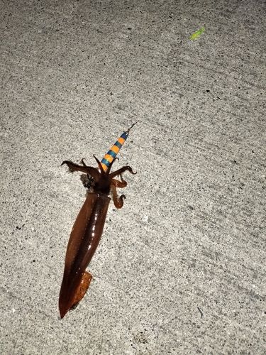 スルメイカの釣果