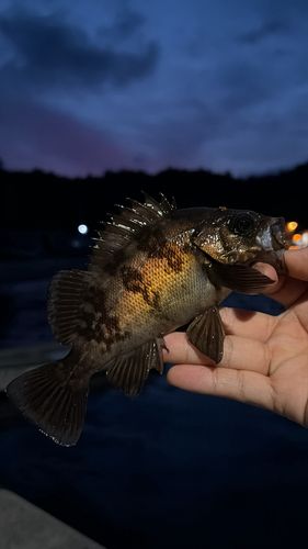 メバルの釣果