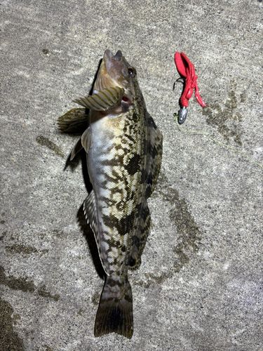 クロソイの釣果