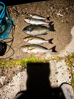 イサキの釣果