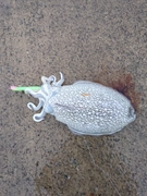 シリヤケイカの釣果