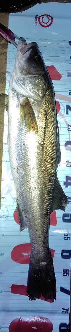 シーバスの釣果