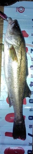 シーバスの釣果