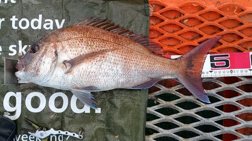 マダイの釣果