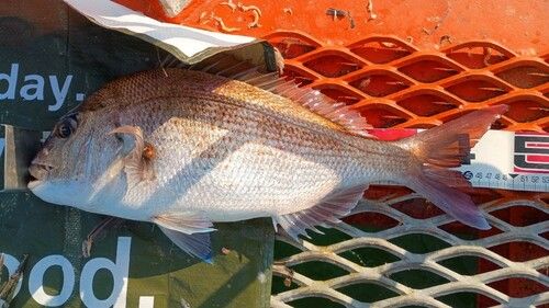 マダイの釣果