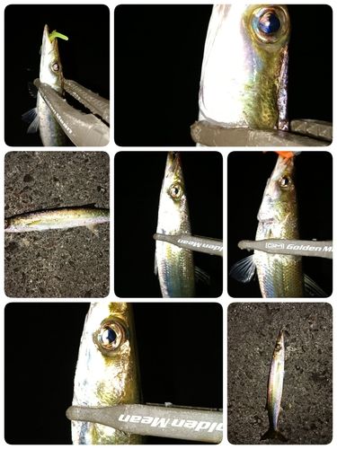 カマスの釣果