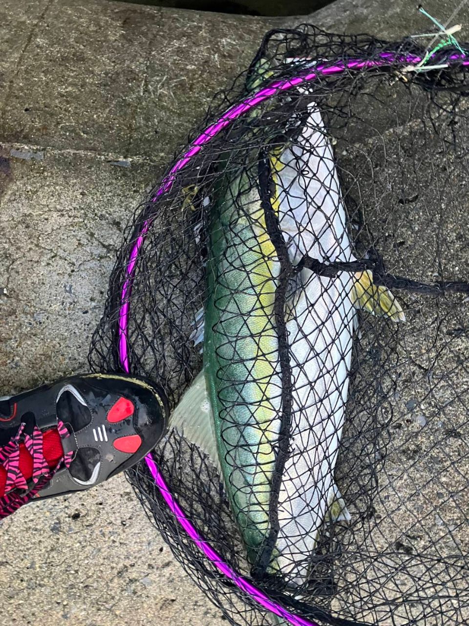 DAIWA 21フリームス LT6000D-Hの最安値・インプレ・釣果 | 本音の