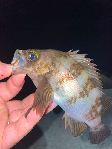 メバルの釣果