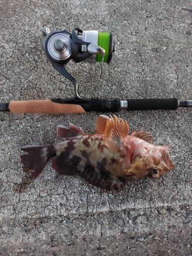 マゴチの釣果