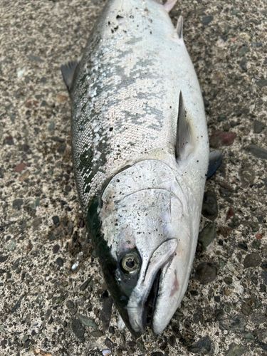 サクラマスの釣果