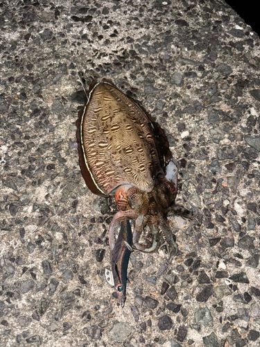 モンゴウイカの釣果